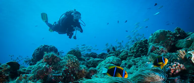 Una persona che fa immersioni osserva la barriera corallina e i pesci